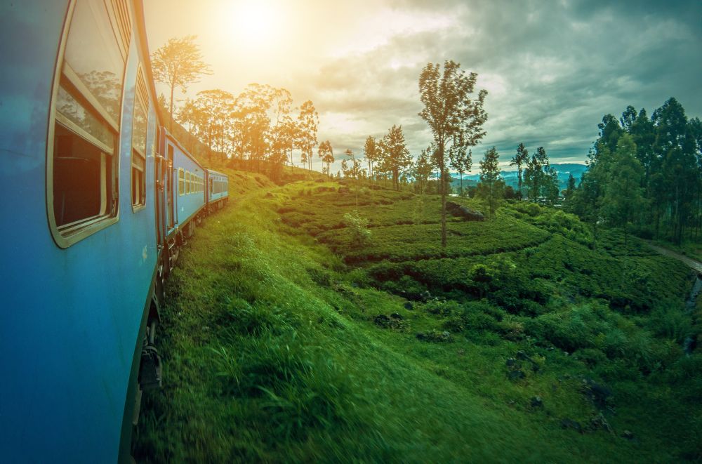 Wide angle image of a train and its trailing carts, surrounded by green plant life and trees.